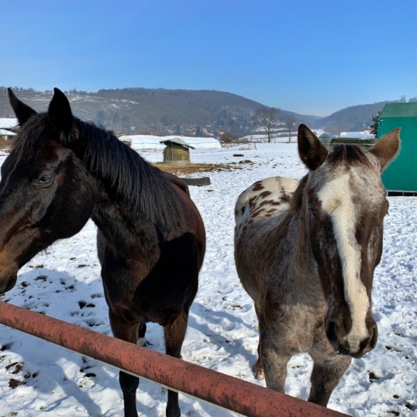 NOV Sila od firmy PAWLICA pro velké podniky i rodi