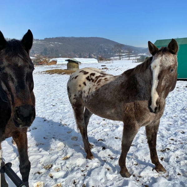 NOV Sila od firmy PAWLICA pro velké podniky i rodi